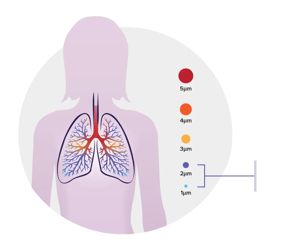 Diagram showing how smaller drug particles have the potential to get deeper into the  lungs